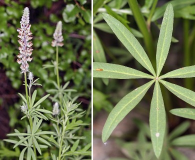 Lupinus pratensis