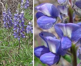 Lupinus prunophilus