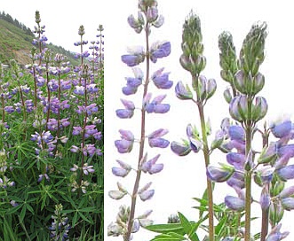 Lupinus rivularis