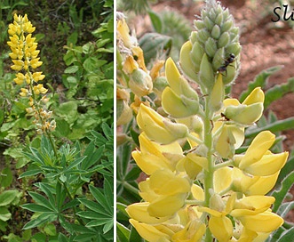 Lupinus sabinianus