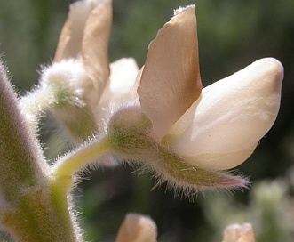 Lupinus sericeus