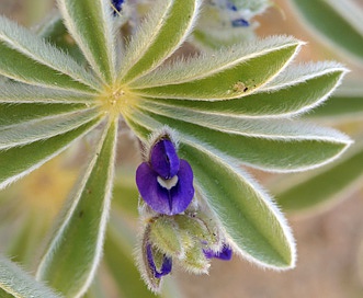 Lupinus shockleyi