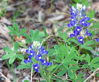 Lupinus texensis