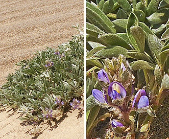 Lupinus tidestromii