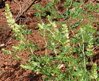 Lupinus tracyi