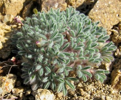 Lupinus uncialis