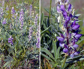 Lupinus wyethii