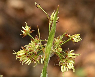 Luzula acuminata