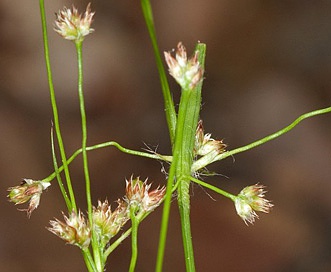 Luzula bulbosa