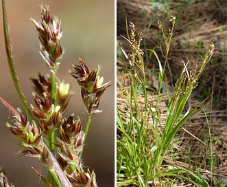 Luzula comosa