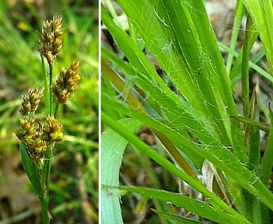 Luzula multiflora