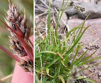 Luzula spicata