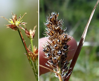 Luzula subsessilis