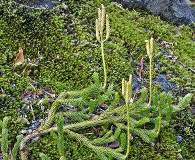 Lycopodium clavatum