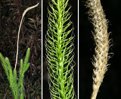 Lycopodium lagopus