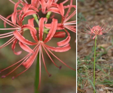 Lycoris radiata