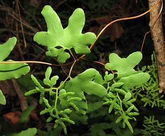 Lygodium palmatum