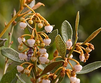 Lyonia ferruginea