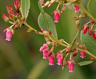 Lyonia lucida