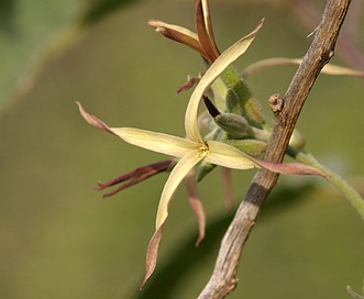 Lyrocarpa coulteri