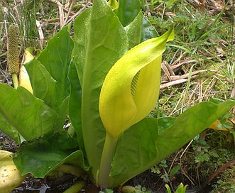 Lysichiton americanus