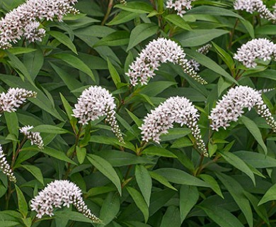 Lysimachia clethroides