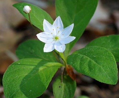 Lysimachia europaea