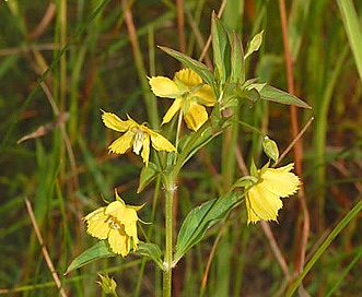 Lysimachia hybrida