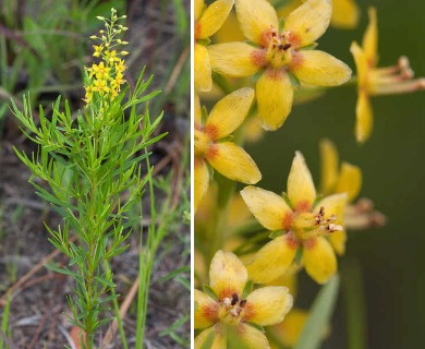 Lysimachia loomisii