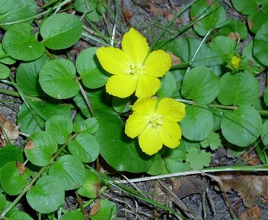 Lysimachia nummularia