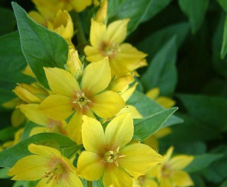 Lysimachia punctata