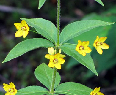 Lysimachia quadrifolia