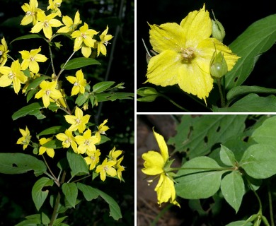 Lysimachia tonsa