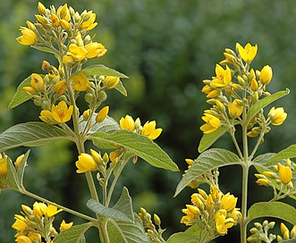 Lysimachia vulgaris