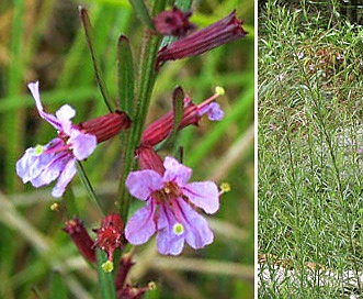 Lythrum californicum