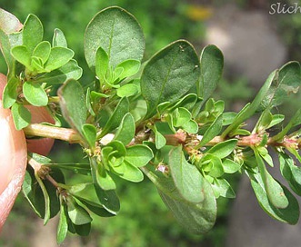 Lythrum portula