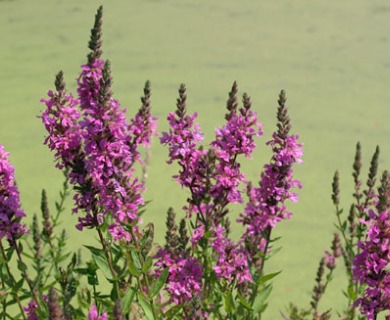 Lythrum salicaria