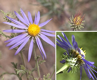 Machaeranthera tanacetifolia