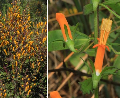 Macranthera flammea