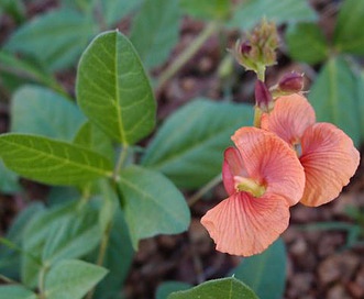 Macroptilium gibbosifolium