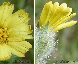 Madia citriodora