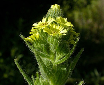 Madia sativa