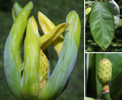 Magnolia acuminata