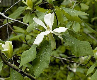 Magnolia fraseri