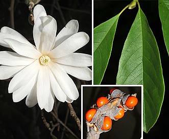 Magnolia stellata