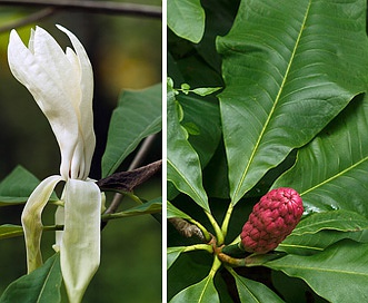 Magnolia tripetala