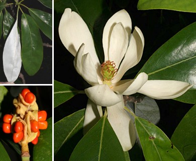 Magnolia virginiana