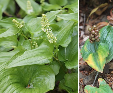 Maianthemum dilatatum