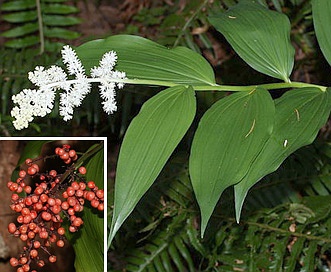 Maianthemum racemosum