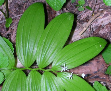 Maianthemum stellatum